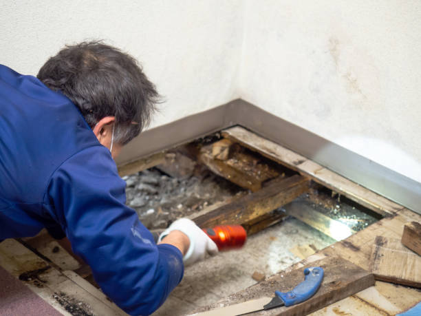 Best Post-Flood Mold Remediation in Sulligent, AL