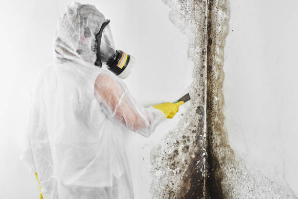 Best Mold Testing and Inspection Services in Sulligent, AL