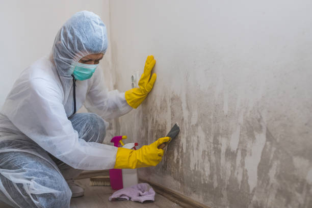 Best Industrial Mold Remediation in Sulligent, AL