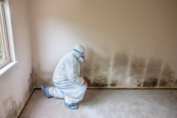 Best Insurance-Related Mold Remediation in Sulligent, AL